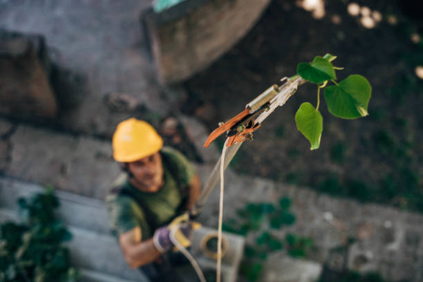 Best Commercial Tree Services  in Pitcairn, PA