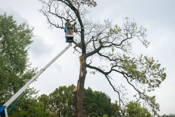 How Our Tree Care Process Works  in  Pitcairn, PA